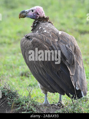 Una falda di fronte-avvoltoio o avvoltoio Nubiano (Torgos tracheliotos) sulla terra vicino i resti della carcassa di un animale. Parco Nazionale del Serengeti, Tanzania. Foto Stock