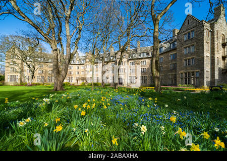 La molla Giunchiglie in giardino a San Salvator's Hall di residenza , alloggi per studenti, a St Andrews University, Fife, Scozia, Regno Unito Foto Stock