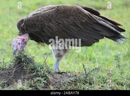 Una falda di fronte-avvoltoio o avvoltoio Nubiano (Torgos tracheliotos) pulisce la sua testa calva in un ciuffo di vegetazione nei pressi dei resti della carcassa di un animale dove Foto Stock