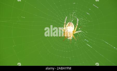 Piccola croce spider in attesa nella ragnatela per la cena Foto Stock