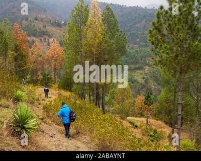 Scendendo lungo la collina ripida cercando il luogo dove Jim Corbett shot il maneating Panar leopard, Sanouli village, Uttarakhand, India Foto Stock