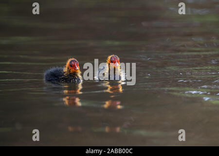 Coot pulcini; fulica atra; sull acqua; Regno Unito Foto Stock