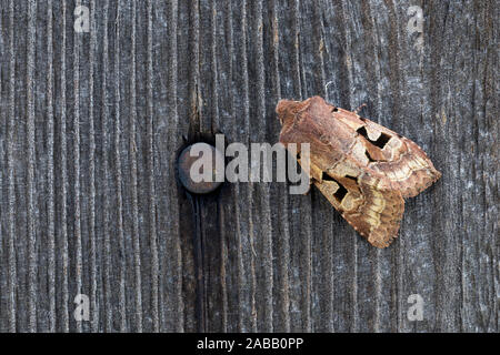 Carattere ebraico Moth; Orthosia gothica; Cornovaglia; Regno Unito Foto Stock