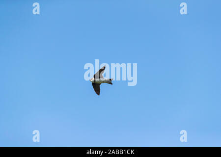 Sabbia Martin; Riparia Riparia; volo; Regno Unito Foto Stock