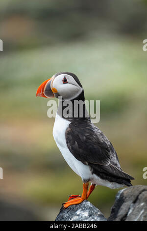 Puffin sull isola di maggio Riserva Naturale Nazionale, Firth of Forth, Scotland, Regno Unito Foto Stock