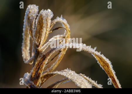 Essiccato brown erba del campo coperto con scintillanti cristalli di ghiaccio di brina illuminato dalla luce del sole di mattina. Concetto di inverno. Closeup macro Foto Stock