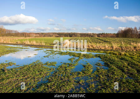 Acqua su un campo verde, orizzonte e cielo blu Foto Stock