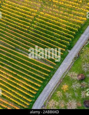 Vigneti vicino a Metzingen / Neuhausen in Germania Foto Stock