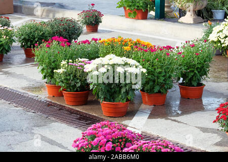 Negozio giardino con fiori. Boccole con viola e rosso hrysanthemums in vasi in giardino negozio. Decorative piante in vaso sono in vendita. Consegna di fiori a domicilio. Foto Stock