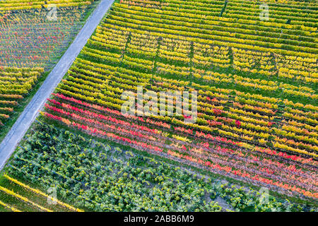 Vigneti vicino a Metzingen / Neuhausen in Germania Foto Stock