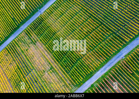 Vigneti vicino a Metzingen / Neuhausen in Germania Foto Stock