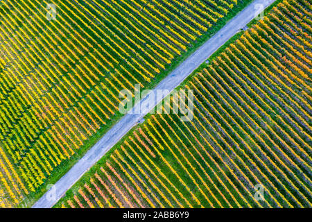 Vigneti vicino a Metzingen / Neuhausen in Germania Foto Stock