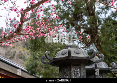 Kasuga Grand Shrine è un santuario shintoista a Nara. Fondata nel 768 d.C., è il santuario della famiglia Fujiwara ed è famosa per le numerose lanterne Foto Stock