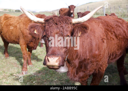 Salers bovini da carne, cartello, Massiccio centrale, Francia Foto Stock