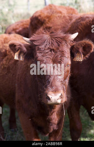 Salers bovini da carne, cartello, Massiccio centrale, Francia Foto Stock