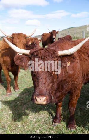 Salers bovini da carne, cartello, Massiccio centrale, Francia Foto Stock