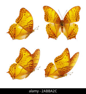 Set di quattro bellissime farfalle giallo. Orange Vindula erota butterfly isolati su sfondo bianco. Farfalla con ali spiegate in volo. Foto Stock