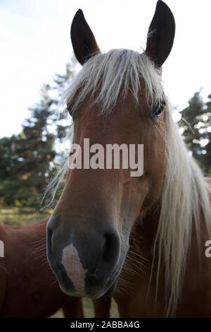 Palomino Cavalli, Francia Foto Stock