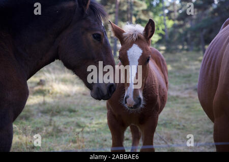 Palomino Cavalli, Francia Foto Stock