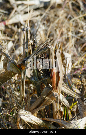 Maisfeld mit Maiskolben kurz vor der und während der Ernte Foto Stock