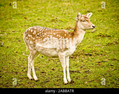 Bella daini in Prato Foto Stock