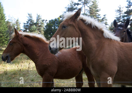 Palomino Cavalli, Francia Foto Stock