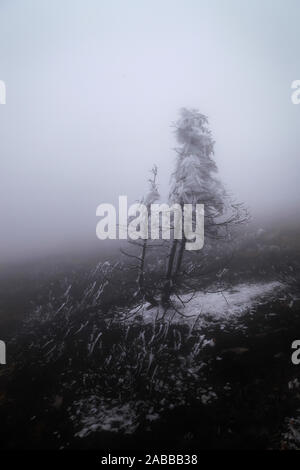 Spooky, scuro, albero nero bruciato in mountain forest fire, coperte di bianco ghiaccio, terra bruciata e di fitta nebbia Foto Stock