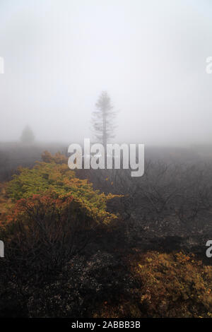 Spooky, scuro, albero nero bruciato in mountain forest fire, coperte di bianco ghiaccio, terra bruciata e di fitta nebbia Foto Stock