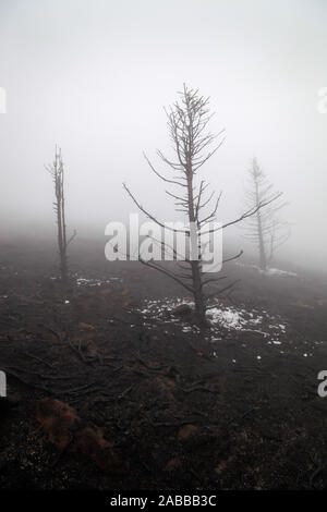 Spooky, scuro, nero alberi bruciati in mountain forest fire, coperte di bianco ghiaccio, terra bruciata e di fitta nebbia Foto Stock