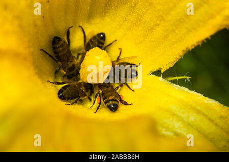 Le api a raccogliere il nettare da un fiore di zucca - primo piano Foto Stock