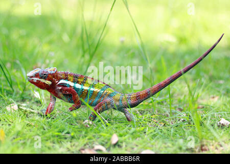 Ritratto di una pantera chameleon in erba, Indonesia Foto Stock