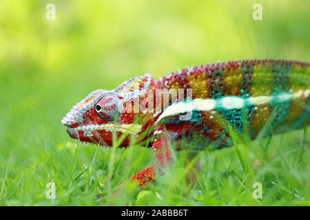 Ritratto di una pantera chameleon in erba, Indonesia Foto Stock