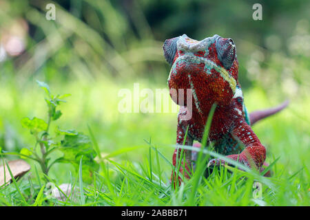 Ritratto di una pantera chameleon in erba, Indonesia Foto Stock