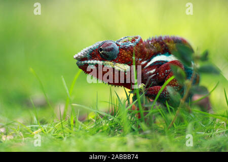 Ritratto di una pantera chameleon in erba, Indonesia Foto Stock