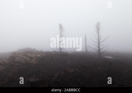 Spooky, scuro, nero alberi bruciati in mountain forest fire, coperte di bianco ghiaccio, terra bruciata e di fitta nebbia Foto Stock