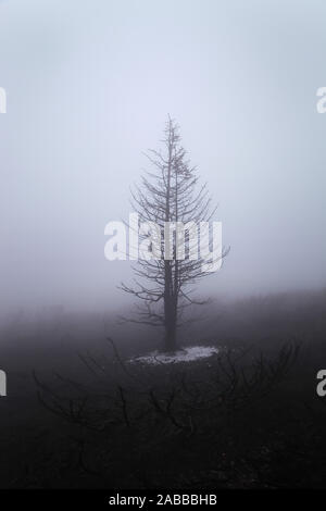 Spooky, scuro, albero nero bruciato in mountain forest fire, coperte di bianco ghiaccio, terra bruciata e di fitta nebbia Foto Stock