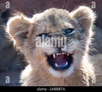 Ritratto di un LION CUB, Sud Africa Foto Stock