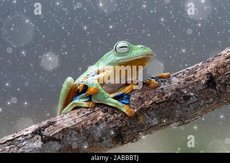 Wallace Flying Frog su un ramo, Kalimantan, Borneo, Indonesia Foto Stock