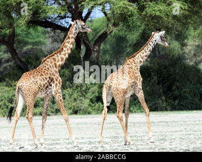 Due Masai giraffe (Giraffa camelopardalis tippelskirchii) a piedi attraverso una patch di sabbia tra il verde degli alberi. Sinya Wildlife Management Area, Tanzania. Foto Stock