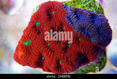 Ultra rosso Favia cervello corallo LPS in fotografia macro Foto Stock