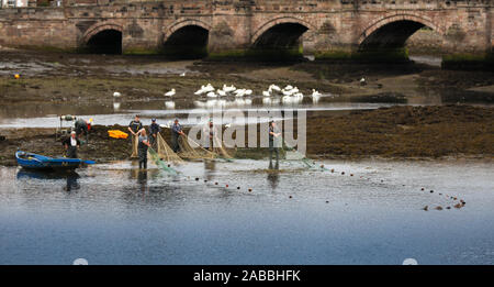 Gardo di pesca del salmone sul Tweed a Berwick sotto il Ponte Vecchio Foto Stock