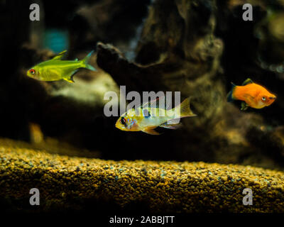 Ram cichlid, limone tetra e rosso platy wagtail in un comunitary acquario tropicale Foto Stock