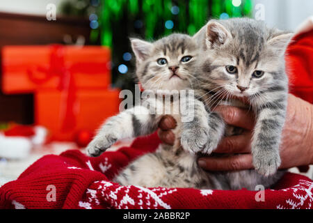 Due adorabili cuccioli di Natale in mani maschio sotto albero di Natale, come un dono per i bambini per il Natale. Regali di natale concetto. Accogliente casa vacanze. Foto Stock