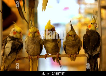 Carino e stilista bird Foto Stock