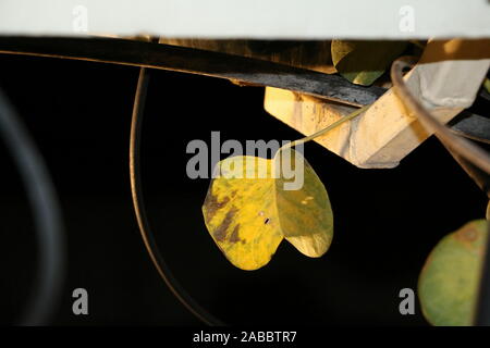 Ombrello coloratissimo giardino doha Foto Stock