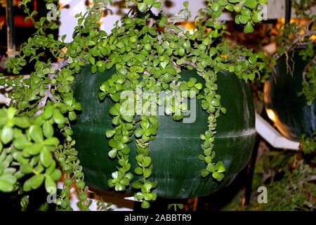 Ombrello coloratissimo giardino doha Foto Stock