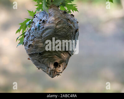 Bald-di fronte hornets e nido. Dolichovespula maculata. La Thatcher boschi, Cook County, Illinois. Foto Stock