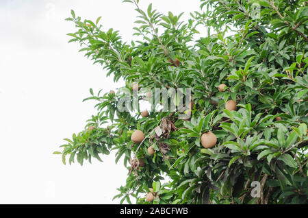 Raccolto di frutti di Sapodilla Foto Stock