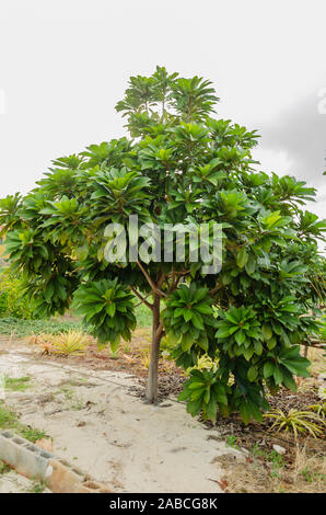 Mammee Sapote Tree Foto Stock