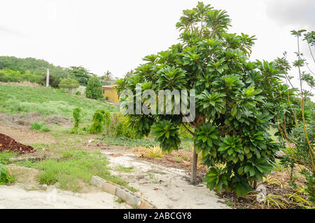 Mamey Sapote Tree Foto Stock